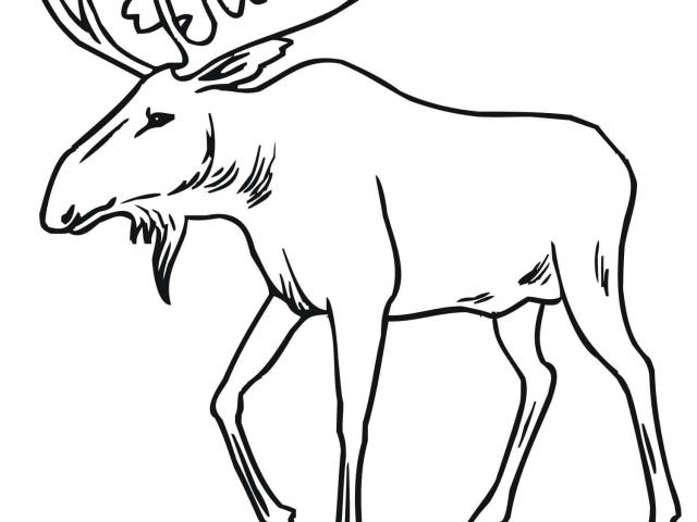 640x480 Drawn Moose Line Drawing - Moose Line Drawing