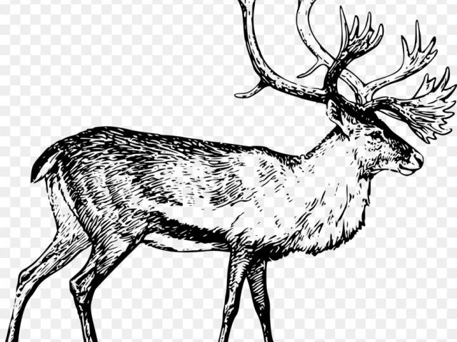 640x480 Moose Clipart Line Drawing - Moose Line Drawing