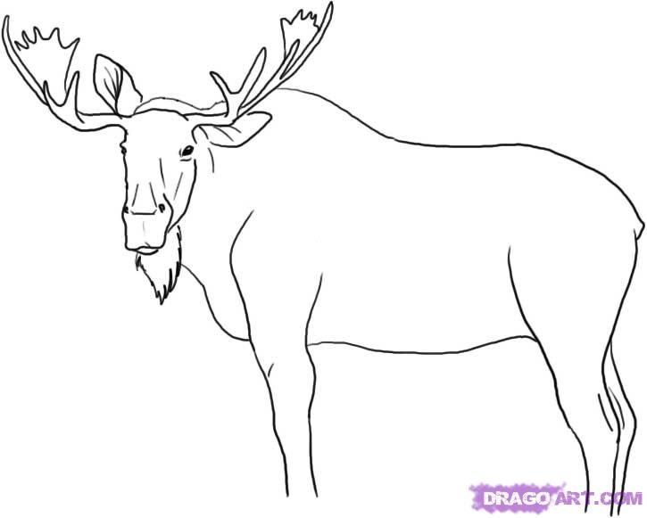 725x581 Mooose Drawings Moose Line Drawing Drawing Ideas Drawings - Moose Line Drawing