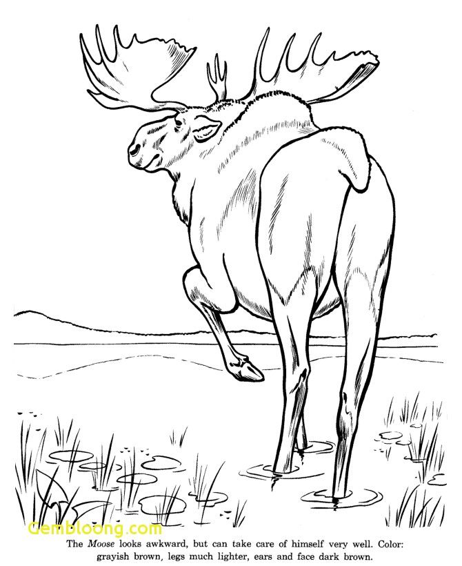 670x820 color moose pictures or moose drawing unique drawings wild - Moose Line Drawing