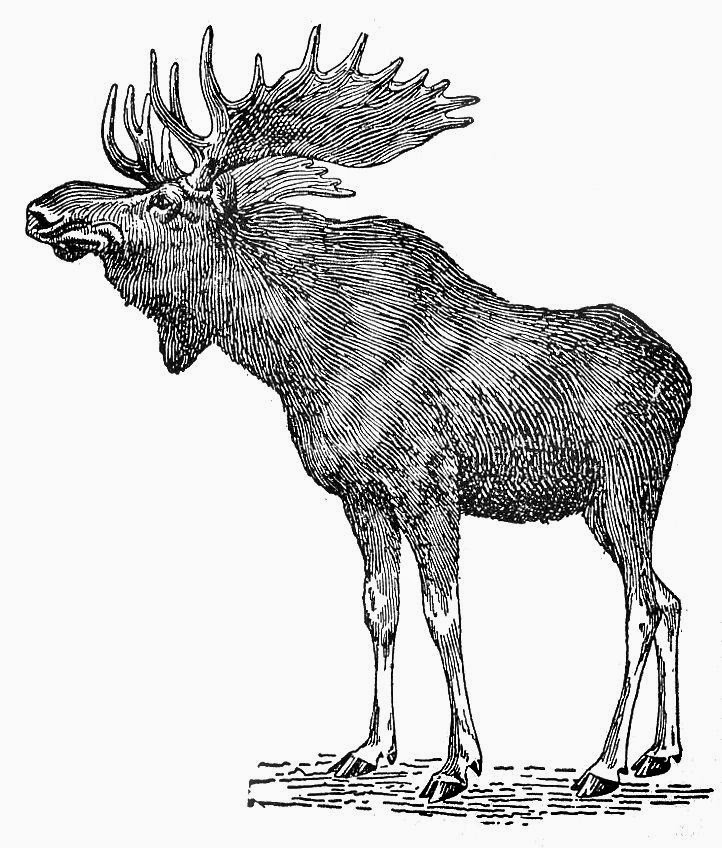 722x848 Drawn Moose Line Drawing - Moose Line Drawing