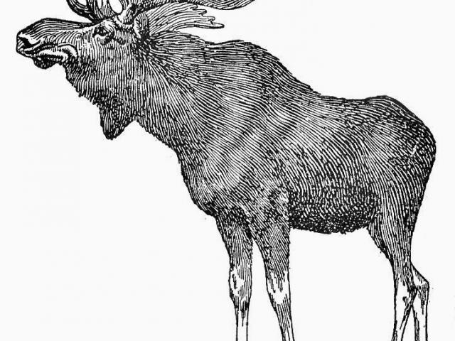640x480 Drawn Moose Line Drawing - Moose Line Drawing