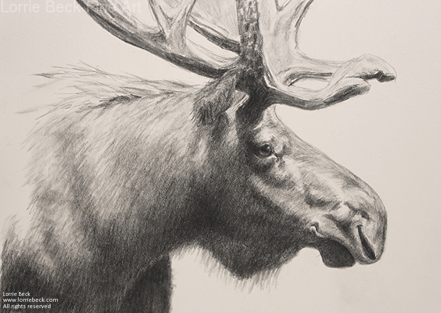 Moose Pencil Drawings At Paintingvalley.com 