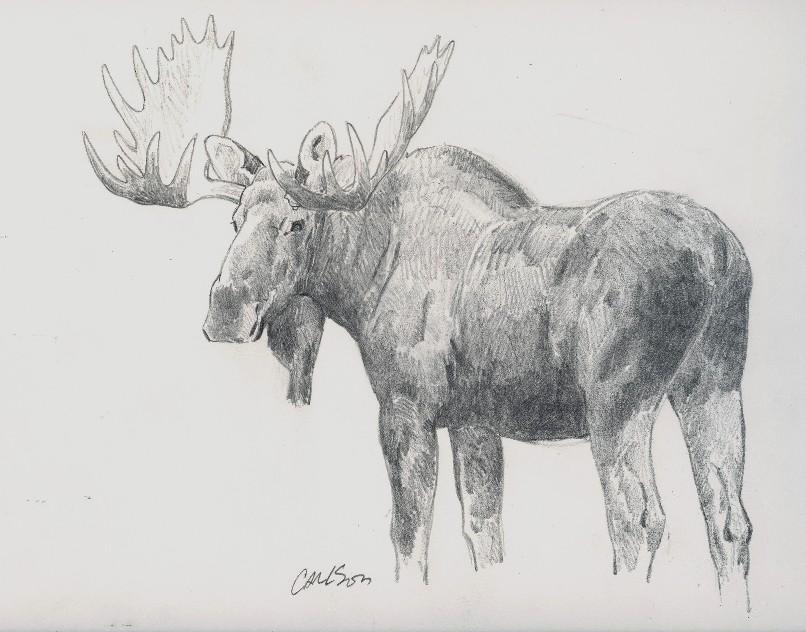 806x632 Moose - Moose Pencil Drawings