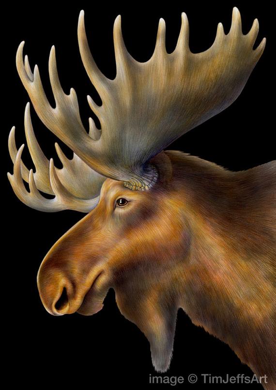 570x804 Moose Colored Pencil Drawing Etsy - Moose Pencil Drawings