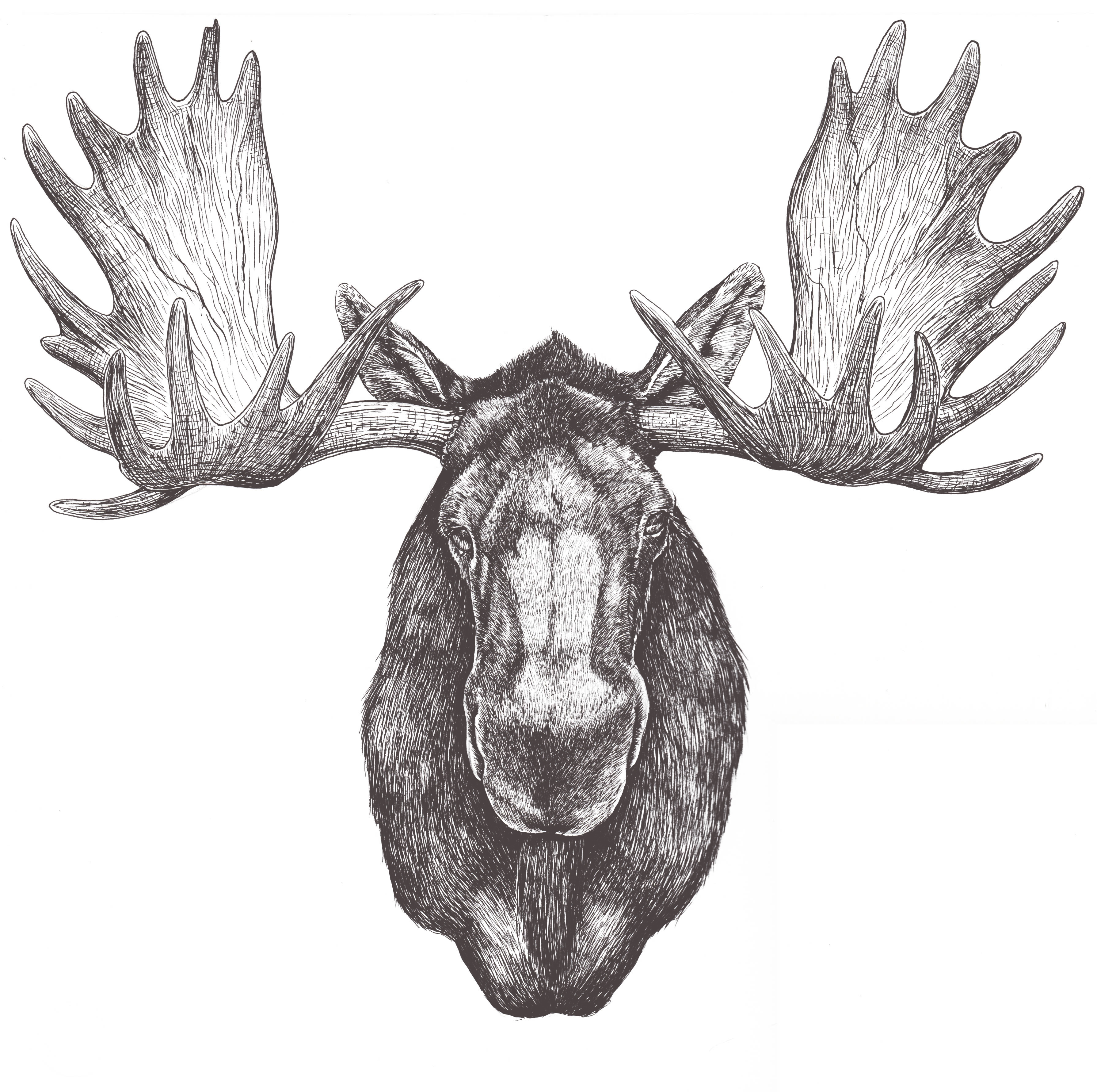 3579x3561 Moose Drawing Tree For Free Download - Moose Pencil Drawings