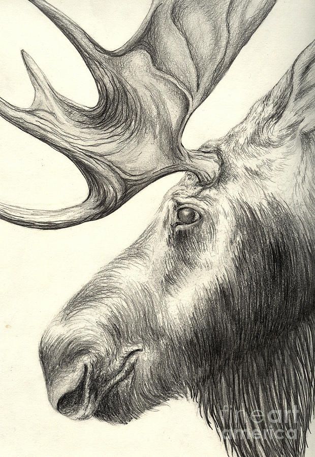 620x900 Moose Drawing - Moose Pencil Drawings
