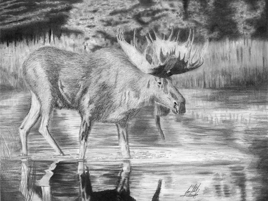 900x677 Moose In Water Drawing Drawing - Moose Pencil Drawings