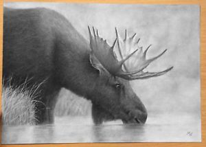 300x214 Moose Original Pencil Drawing - Moose Pencil Drawings