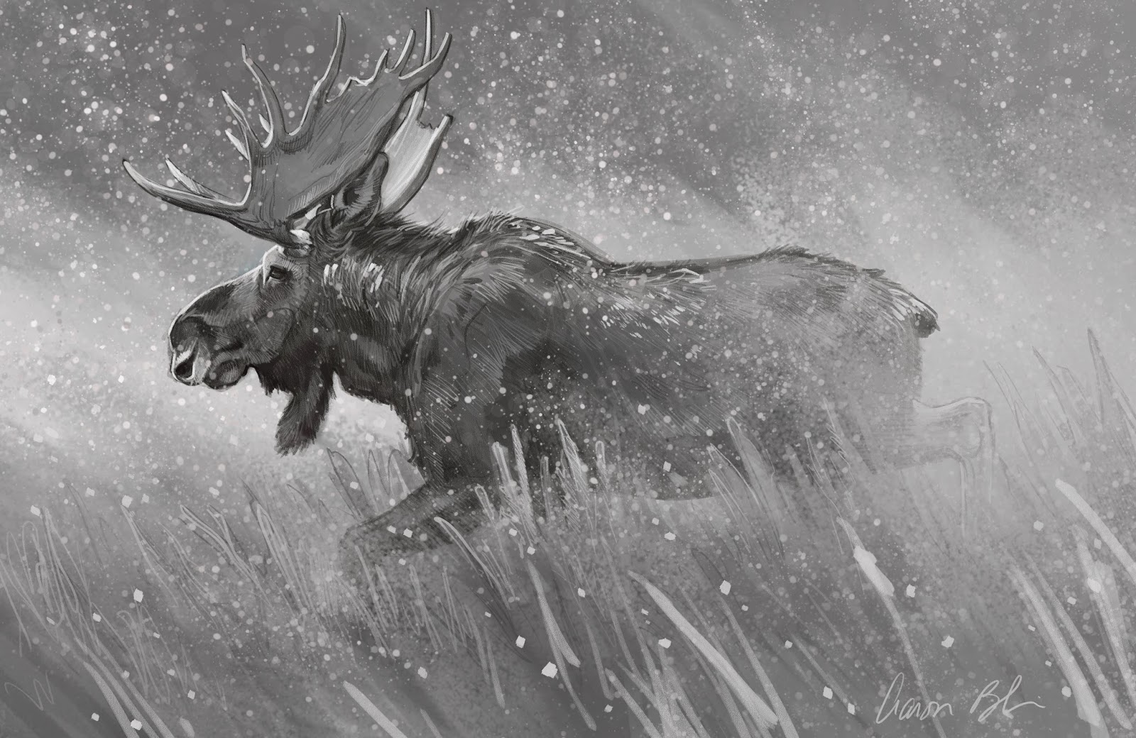 1600x1040 Moose Pencil Drawing - Moose Pencil Drawings