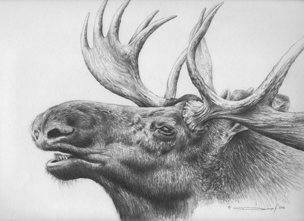 600x436 Moose Pencil Drawing - Moose Pencil Drawings