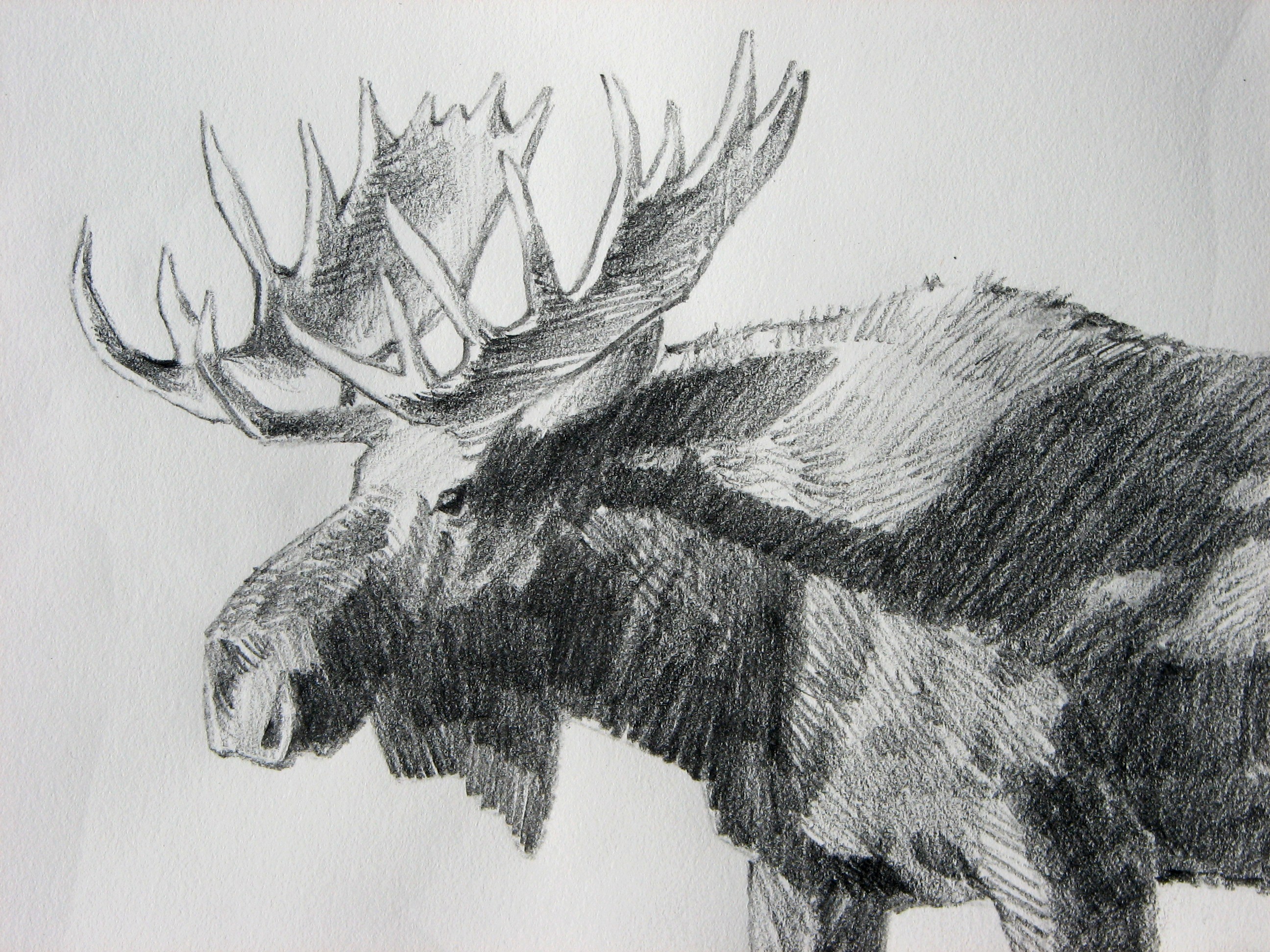 Moose Pencil Drawings at Explore collection of