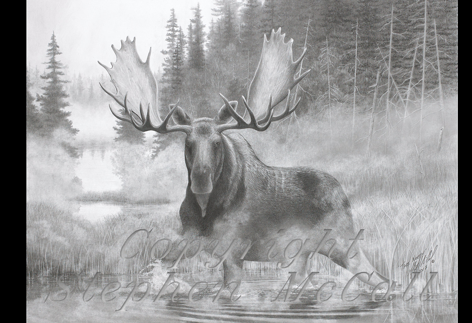 Moose Pencil Drawings at Explore collection of