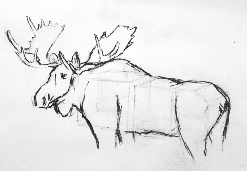 500x346 More Efforts With The Bull Moose In Oilssee - Moose Pencil Drawings