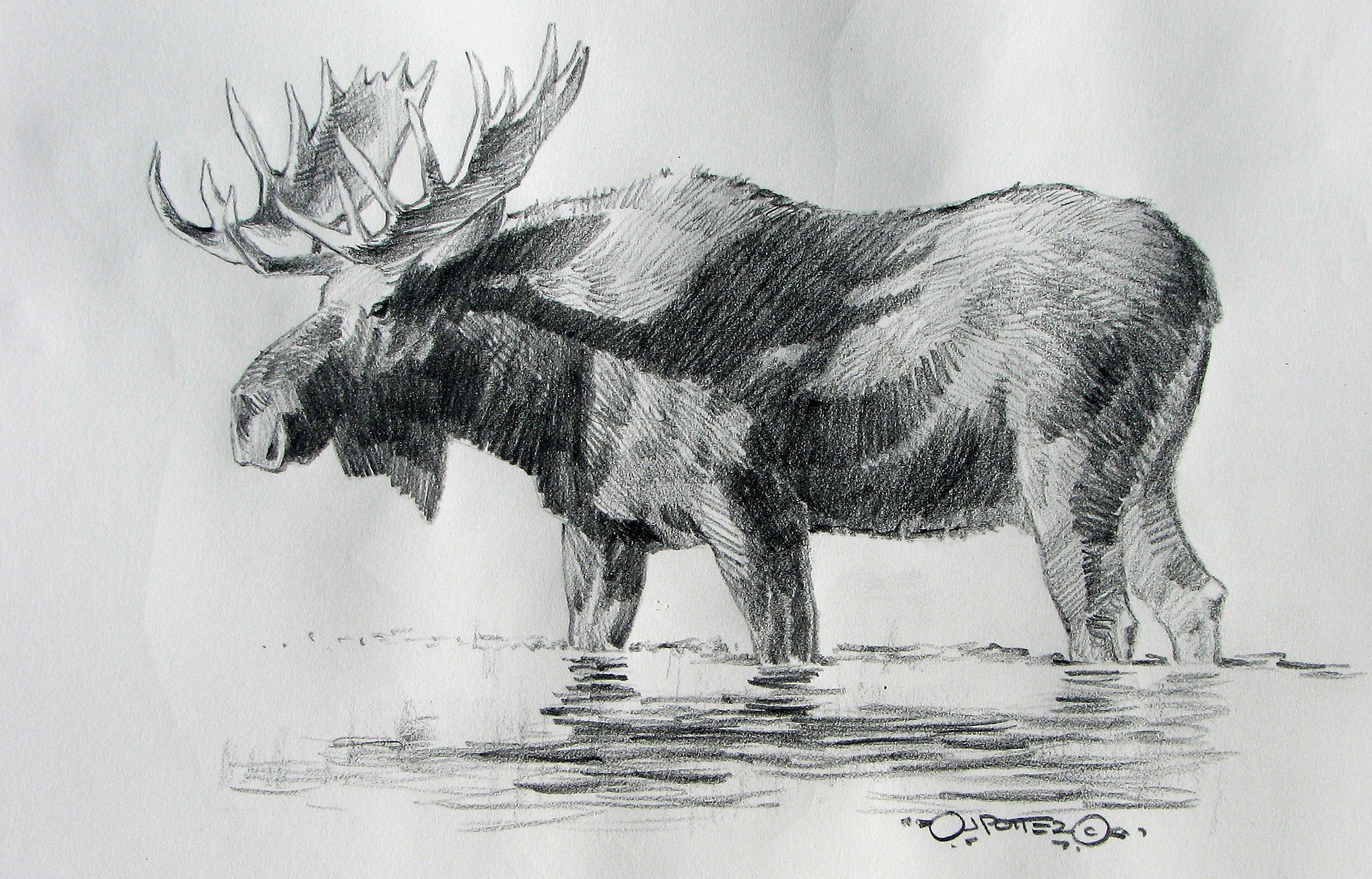 2518x1614 Pin On Moose On The Loose! - Moose Pencil Drawings