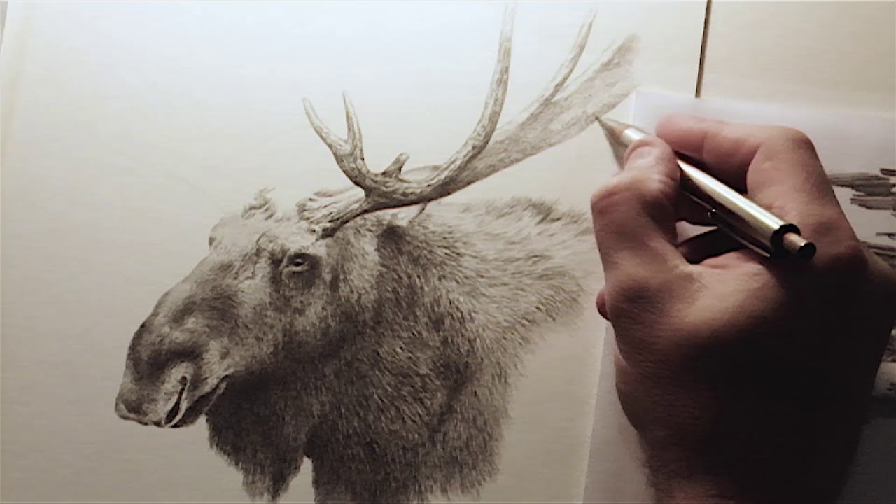 1280x720 Quick Pencil Sketch Of A Moose - Moose Pencil Drawings