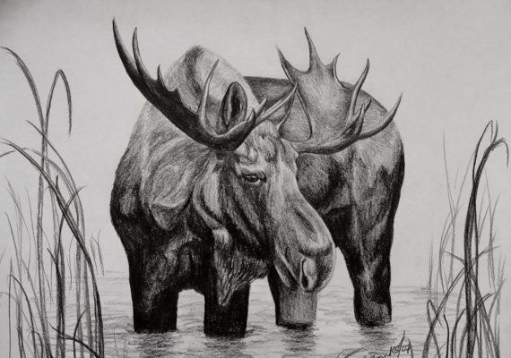 570x400 Moose Drawing - Moose Pencil Drawings