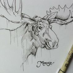 236x236 Moose Drawings - Moose Pencil Drawings