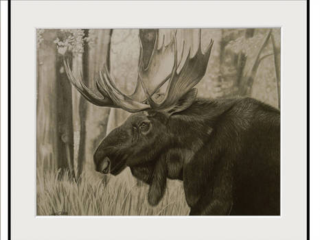 466x350 Bull Moose Pencil Drawing - Moose Pencil Drawings