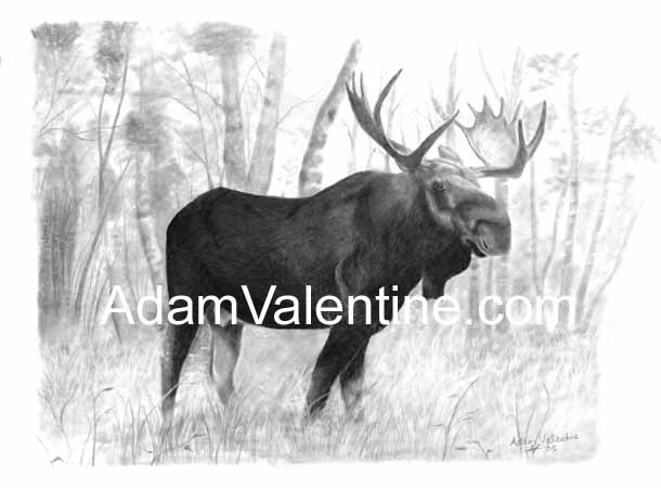 610x450 Bull Moose Adam Valentine Pencil Artist - Moose Pencil Drawings