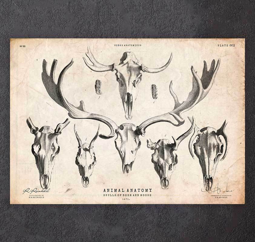 842x800 deer and moose skulls art - Moose Skull Drawing