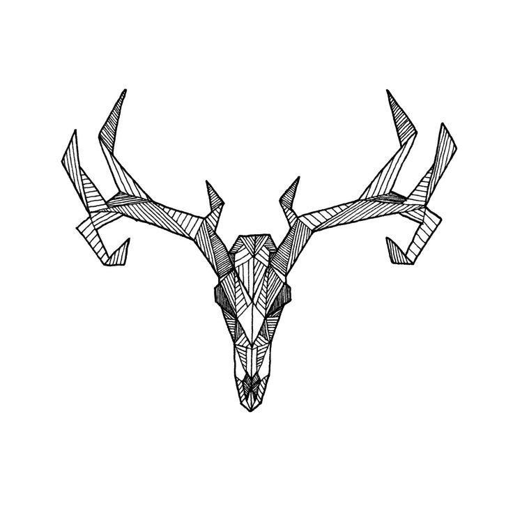 736x736 drawings of deer skulls - Moose Skull Drawing