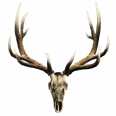 474x474 Moose Skull Drawing Gtgt - Moose Skull Drawing
