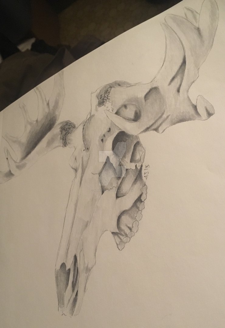740x1080 Moose Skull - Moose Skull Drawing