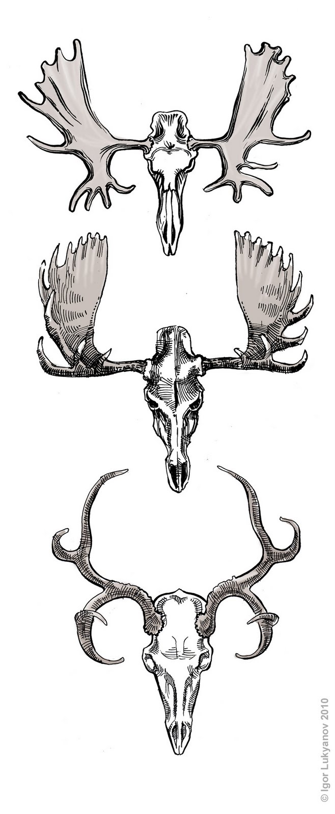 Череп лося рисунок