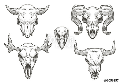 500x344 vector set of drawing animal's skulls cartoon image of a black - Moose Skull Drawing