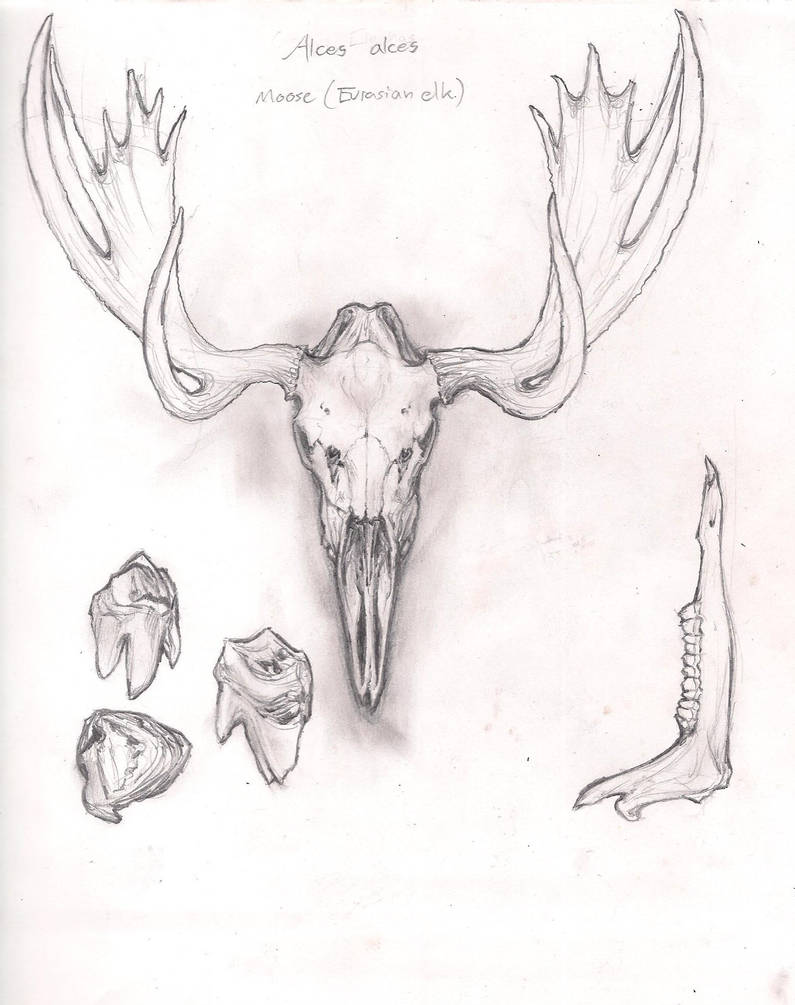 795x1005 Bull Moose Skull, Jaw And Teeth - Moose Skull Drawing