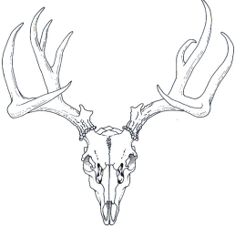 258x248 Collection Of Free Moose Drawing Skull Download On Ui Ex - Moose Skull Drawing
