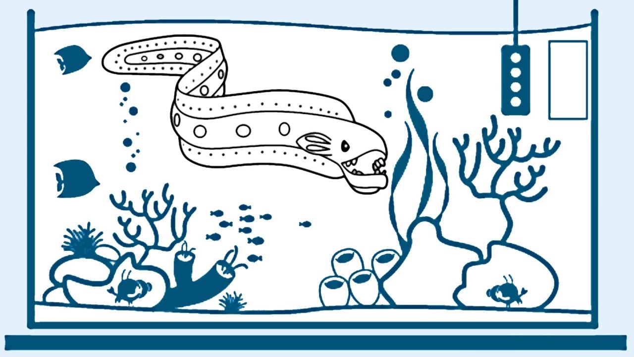 1280x720 Moray Eel - Moray Eel Drawing
