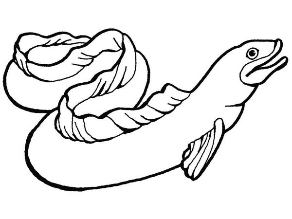 600x450 Moray Eel Slippery Sea Animals Coloring Page - Moray Eel Drawing