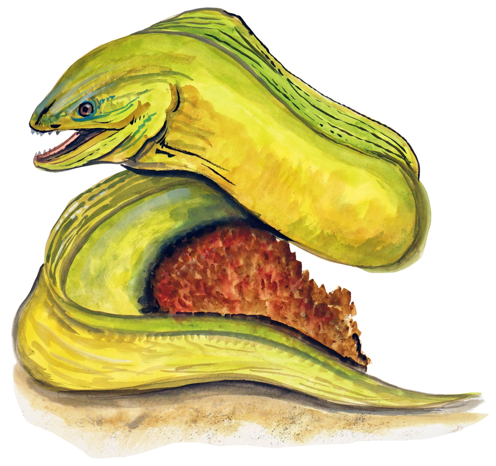 1000x939 moray eel vinyl decal high quality ebay - Moray Eel Drawing