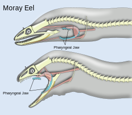 270x234 Moray Eel - Moray Eel Drawing