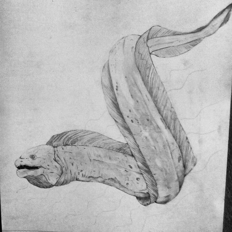 768x768 Ink Ideas In Aquatic Tattoo, Pencil - Moray Eel Drawing