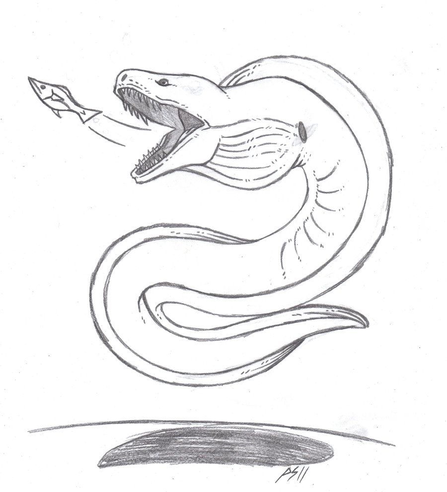 900x992 Moray Eel Art - Moray Eel Drawing