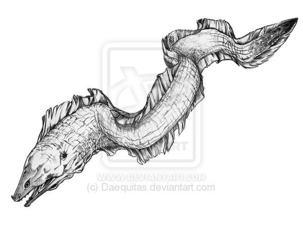 600x445 Moray Eel Tattoo Design - Moray Eel Drawing