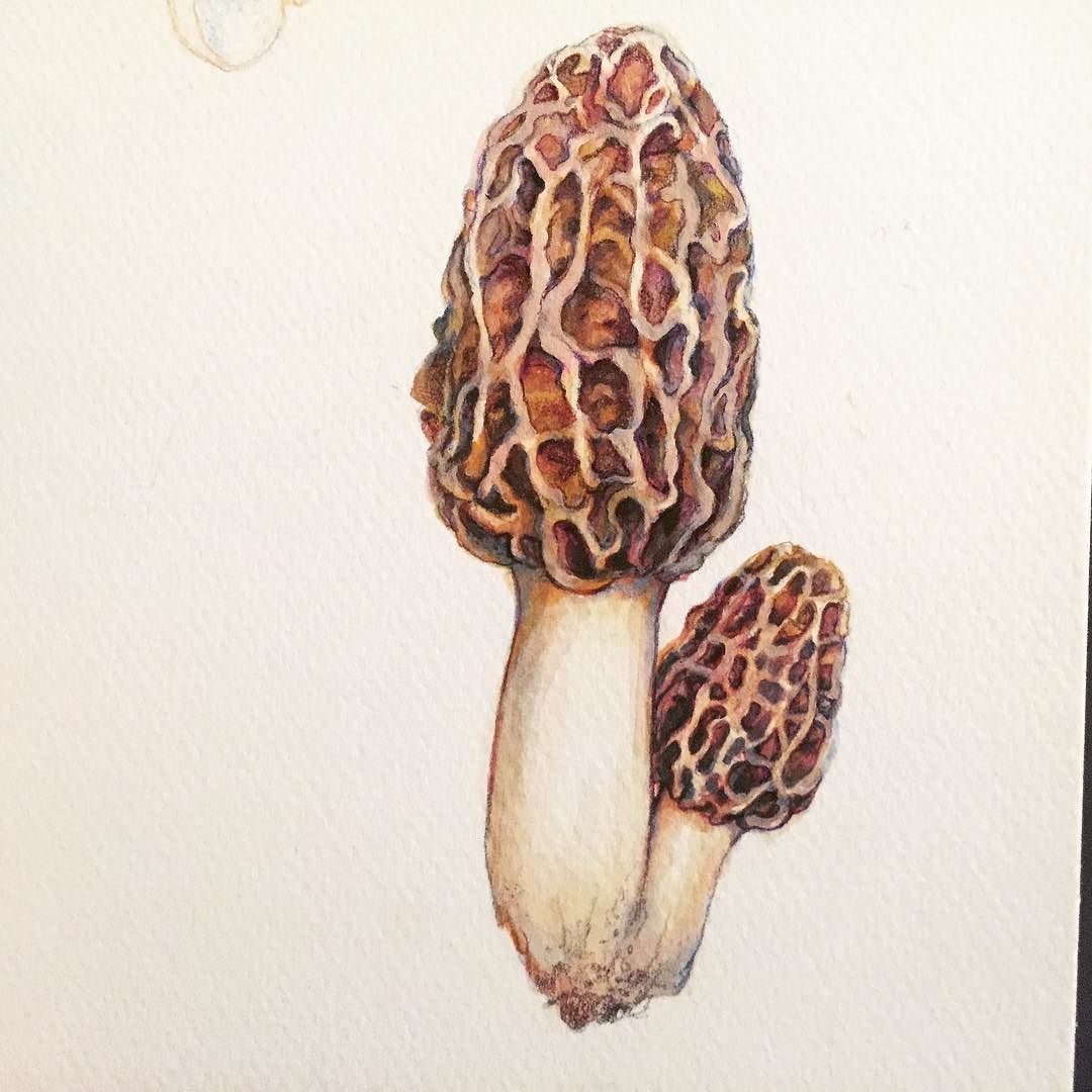 1080x1080 Got Morals - Morel Mushroom Drawing