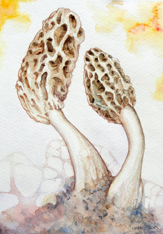 629x900 morel mushroom art fine art america - Morel Mushroom Drawing