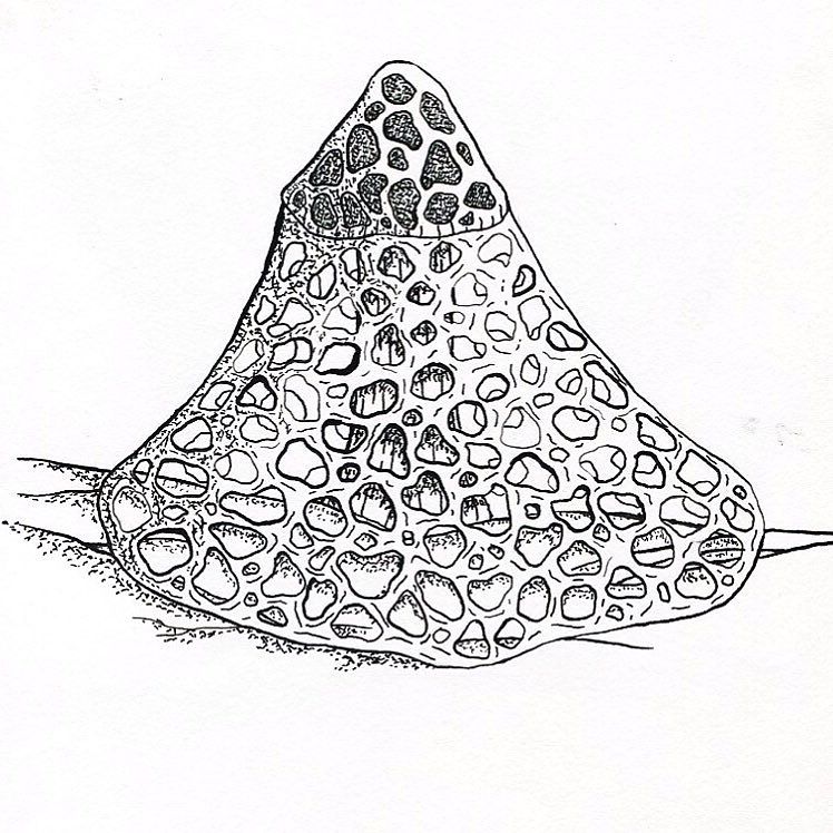 748x748 morel mushroom drawing - Morel Mushroom Drawing