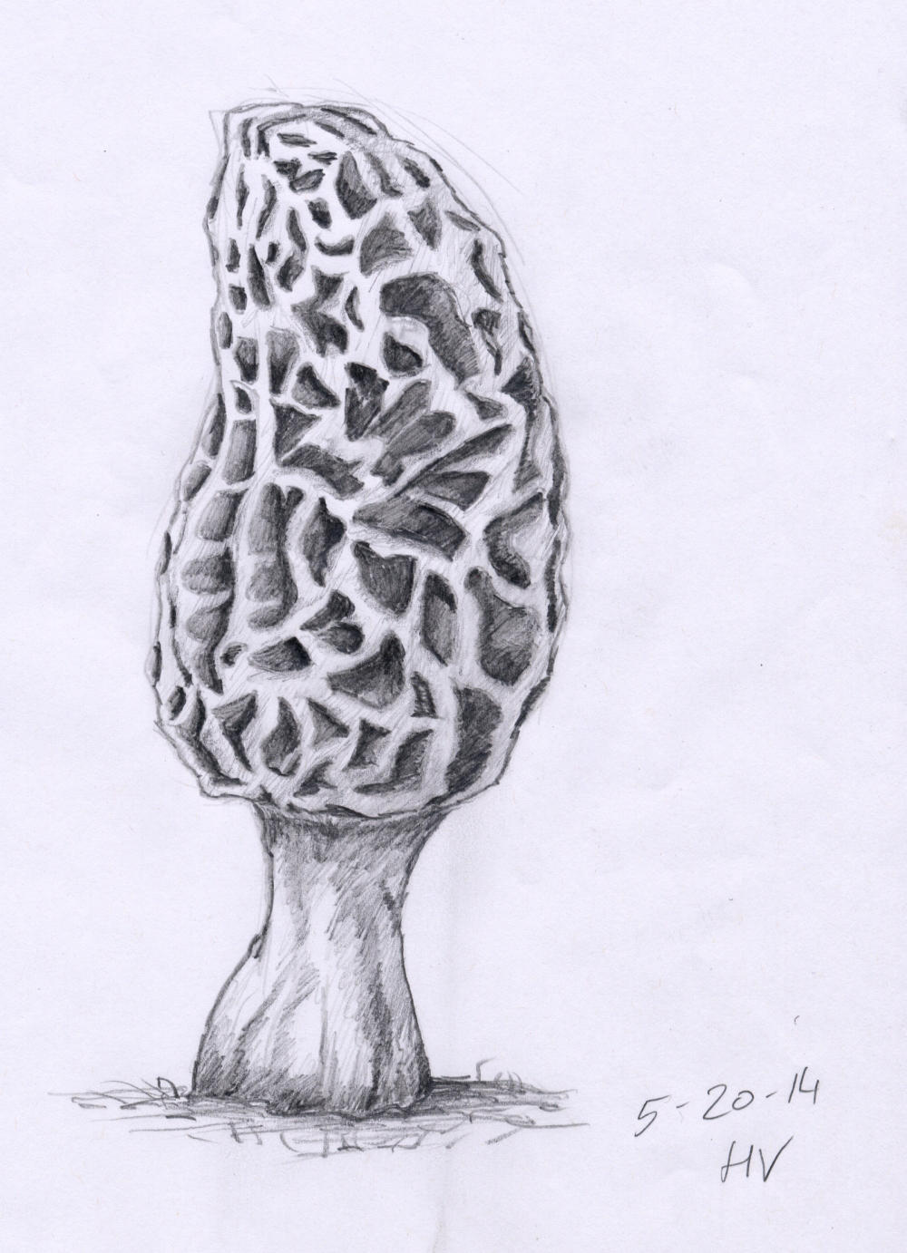 Morel Mushroom Drawing at Explore collection of