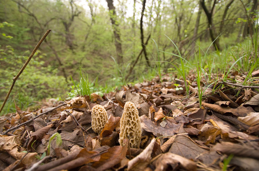 900x597 morel mushrooms in a forest photograph - Morel Mushroom Drawing