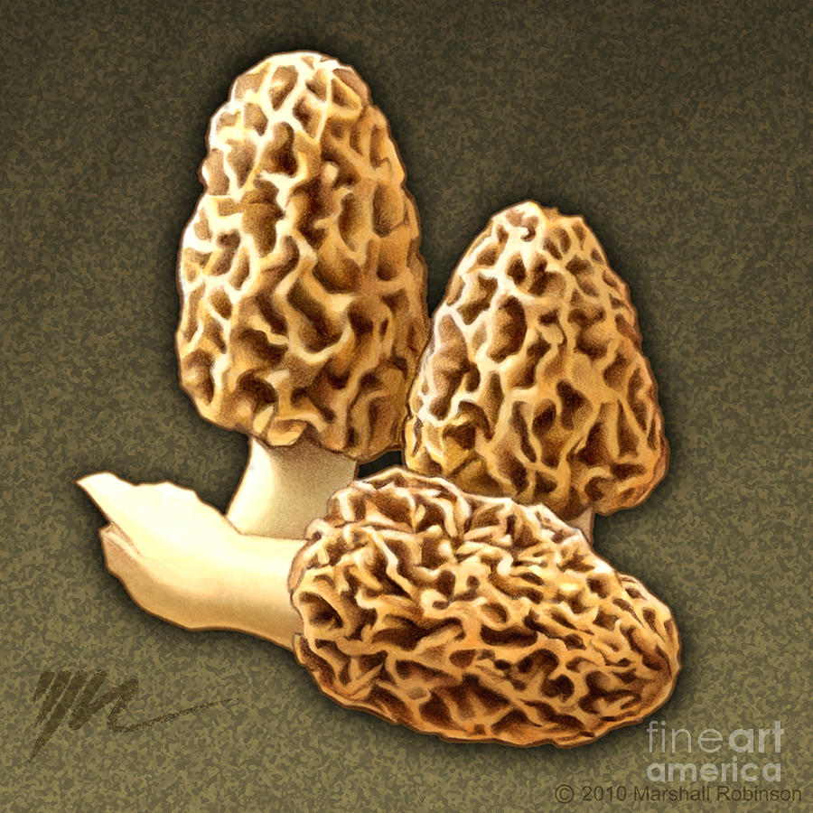 900x900 morel mushrooms painting - Morel Mushroom Drawing