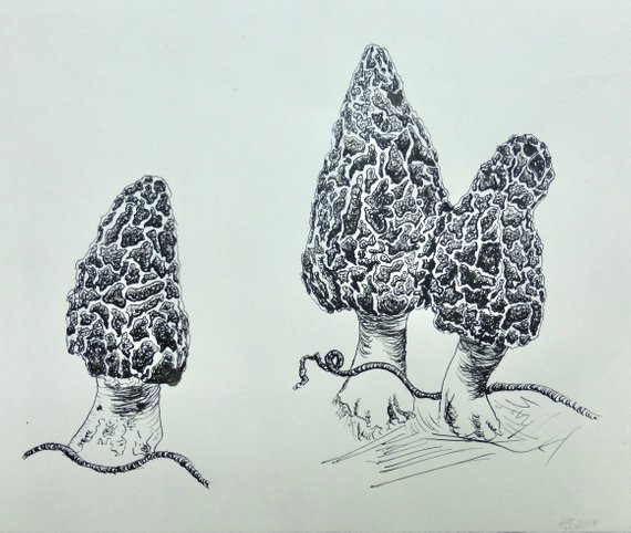 570x482 morel mushrooms pen and ink drawing botanical drawing wall art etsy - Morel Mushroom Drawing