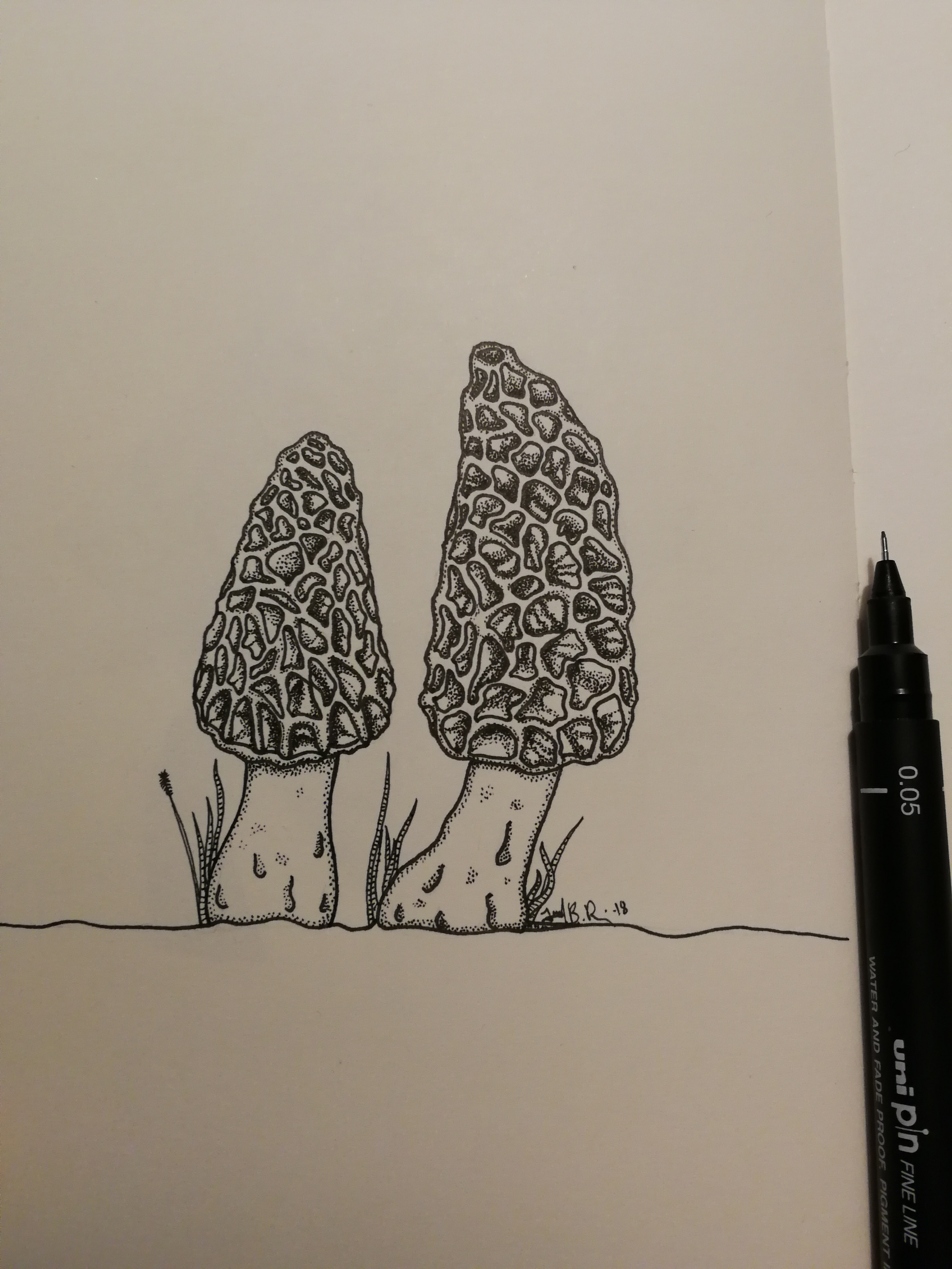 2976x3968 morel mushrooms - Morel Mushroom Drawing