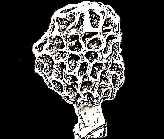 550x467 morel sketching posters - Morel Mushroom Drawing