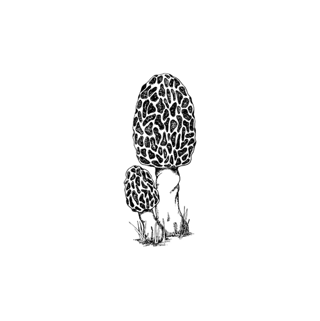1049x1052 mushroom - Morel Mushroom Drawing