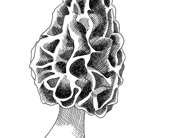 340x270 mushroom ink drawing etsy - Morel Mushroom Drawing